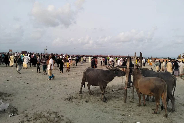 নৌযান চলাচল বন্ধ থাকায় সেন্ট মার্টিনে কোরবানির পশুর সংকট